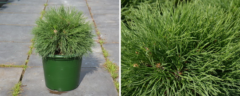 Pinus mugo `Varella`_С6.jpg